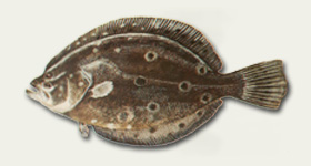 Summer Flounder